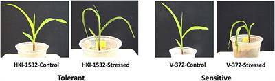 Identification, Characterization, and Functional Validation of Drought-responsive MicroRNAs in Subtropical Maize Inbreds